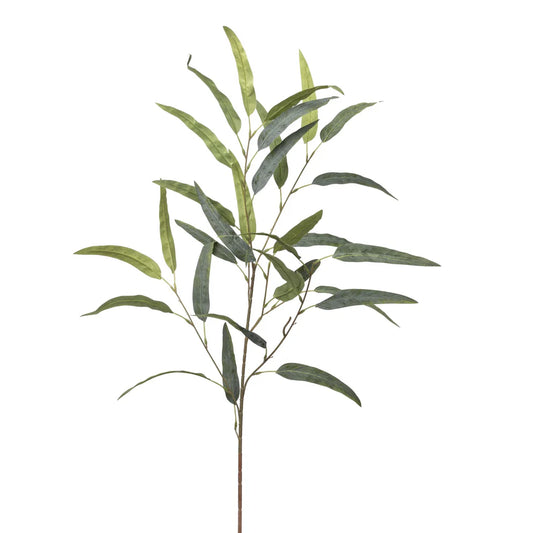 Long Leaf Eucalyptus