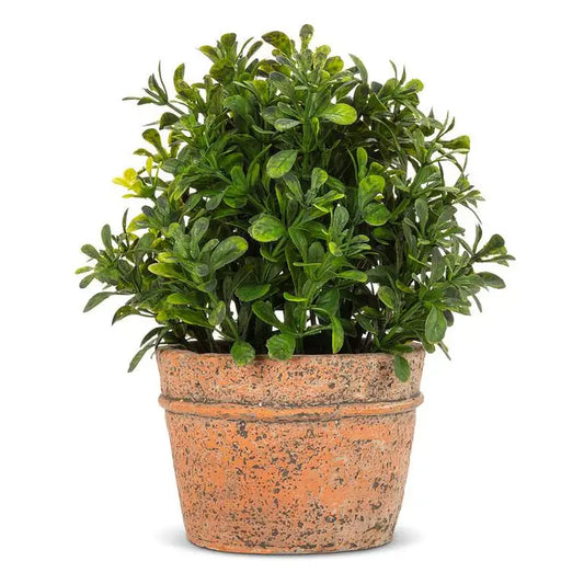 Boxwood Plant in Natural Pot 7"