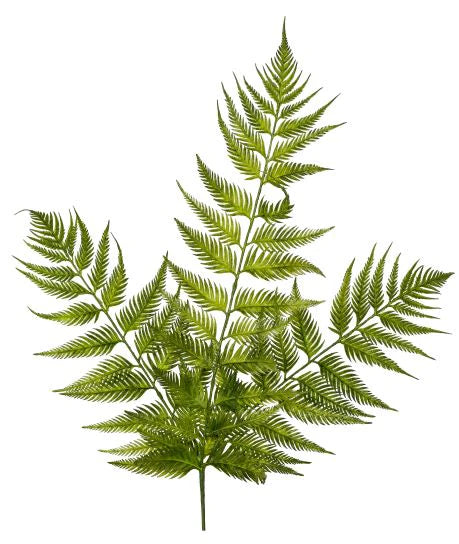 35" Bracken Fern