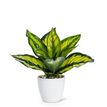 MD Variegated Leaf Plant 8"