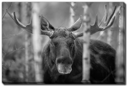 Bull Moose Alces 30x45