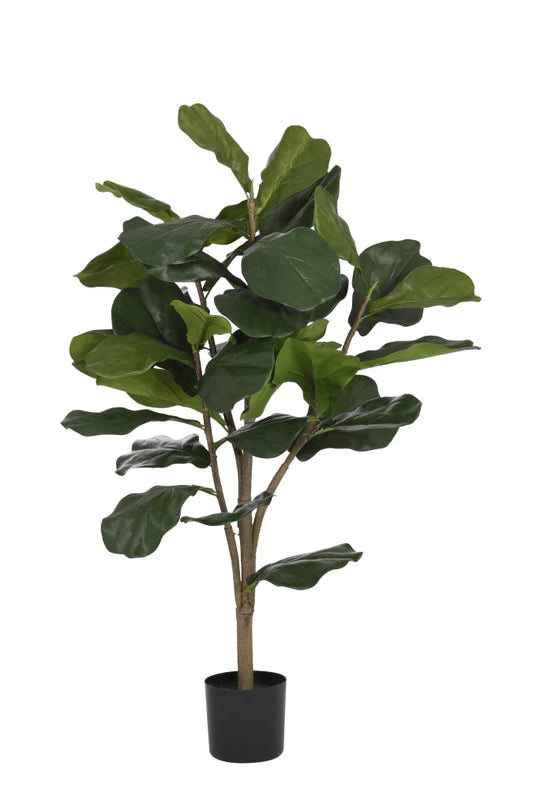 3' Fiddle Leaf Fig