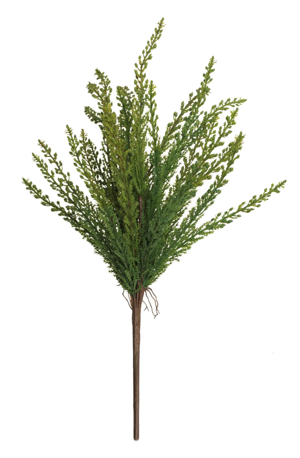 17" Asparagus Fern