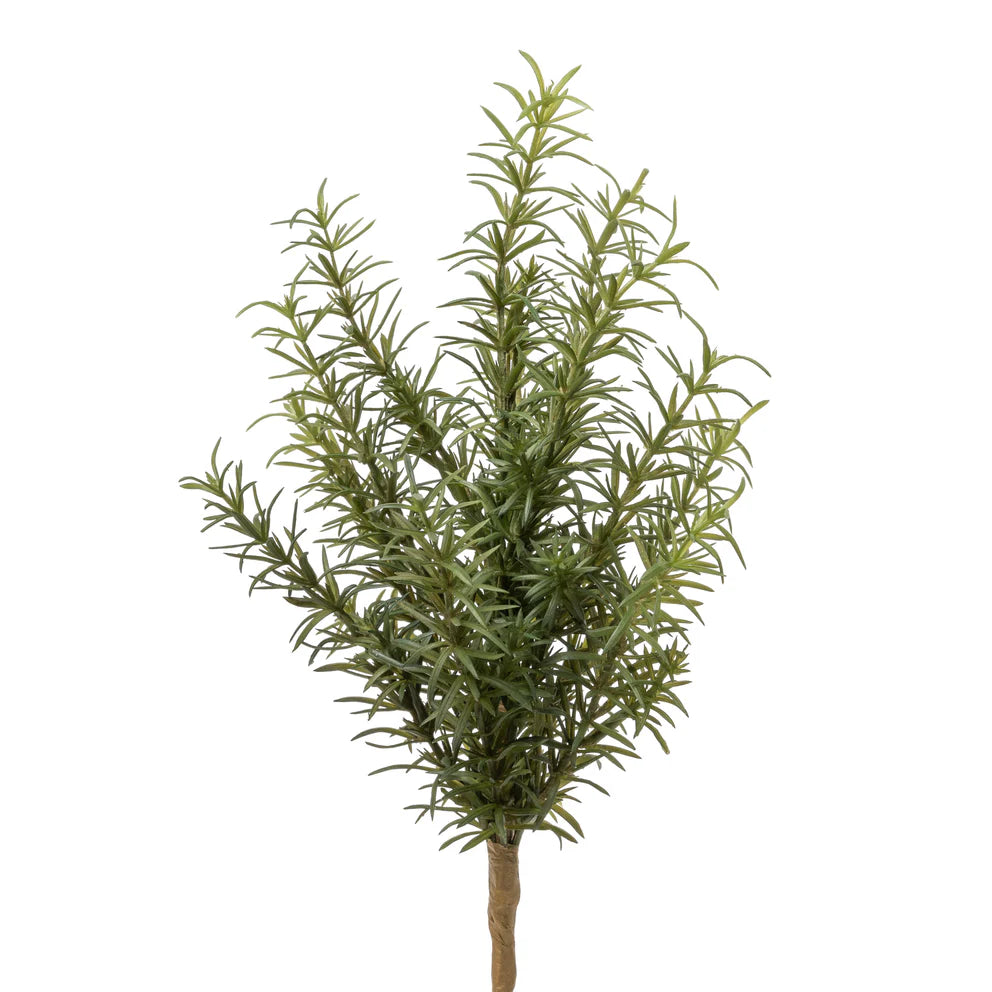 13" Rosemary Fern