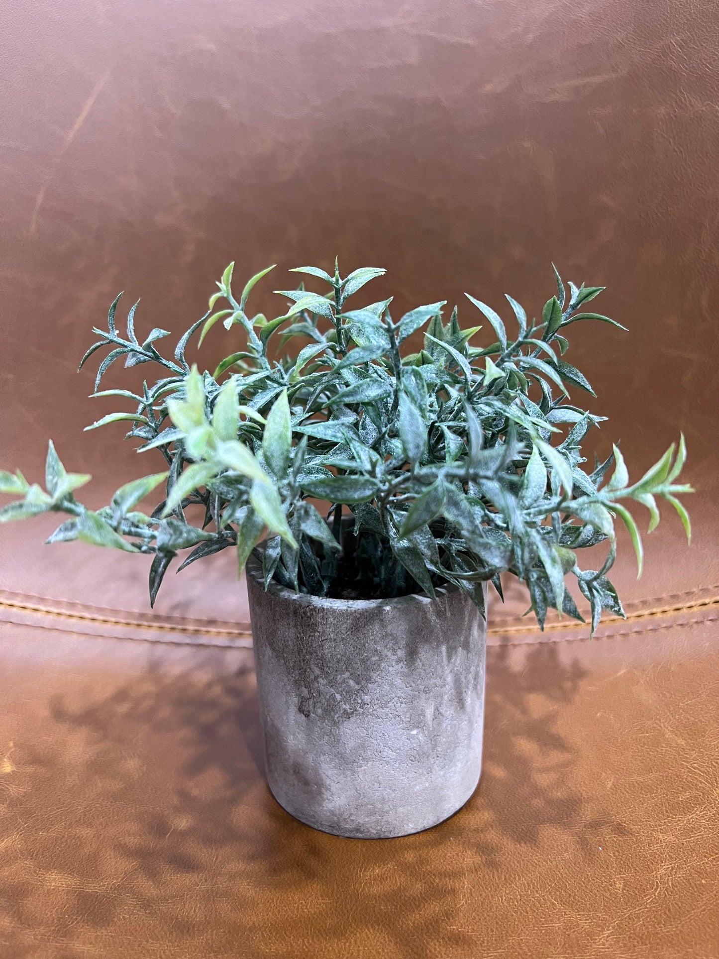 Small potted plant