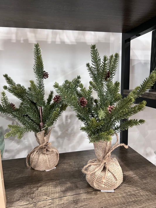 Small Evergreen and Burlap