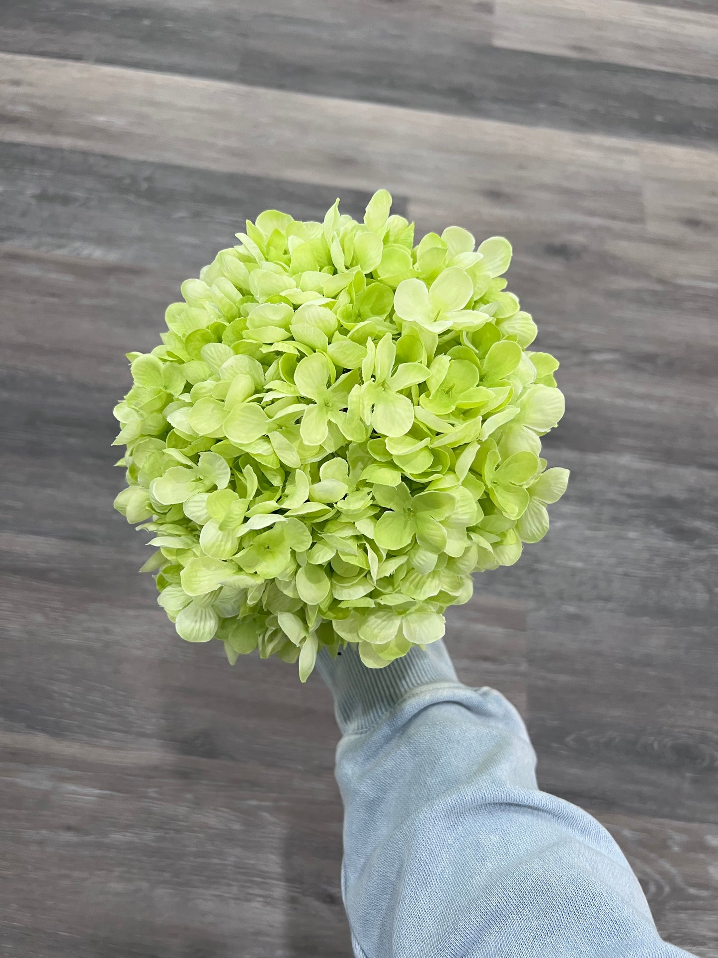 Hydrangea- pale green