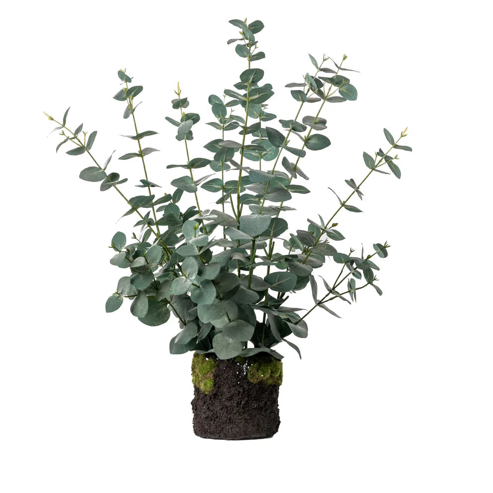 25" Eucalyptus Plant