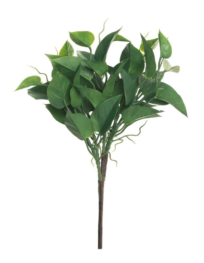 12" Epipremnum Aureum