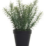 12" Potted Rosemary